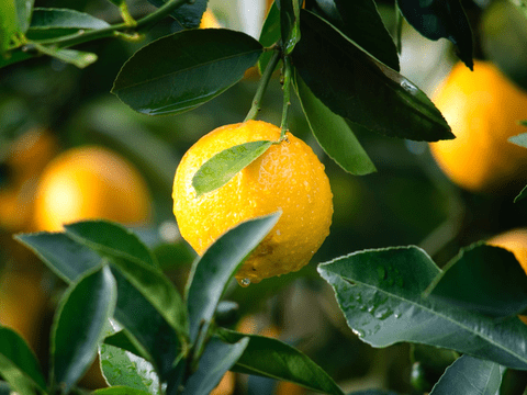 Sicilian Lemon  <br> White Balsamic