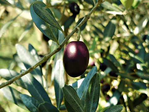 single olive on an olive tree branch
