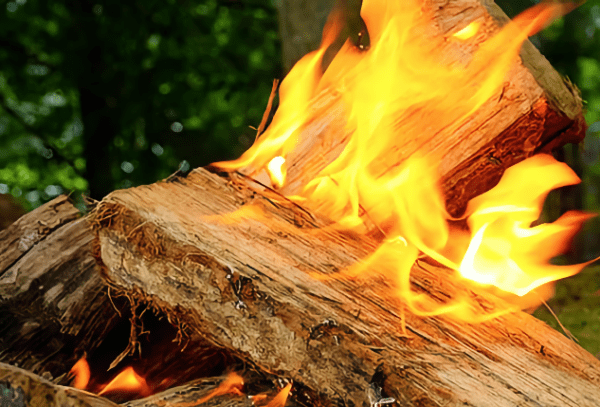olive wood campfire